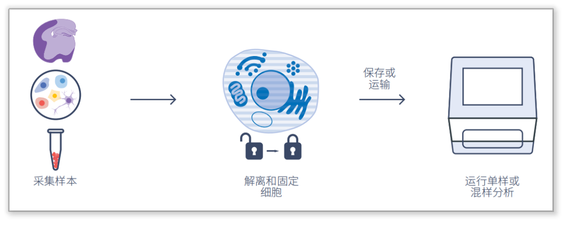 FLex RNA單細(xì)胞轉(zhuǎn)錄組測(cè)序