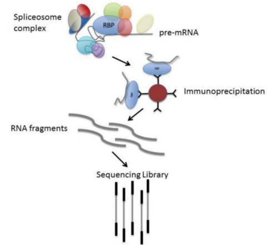 RIP-seq