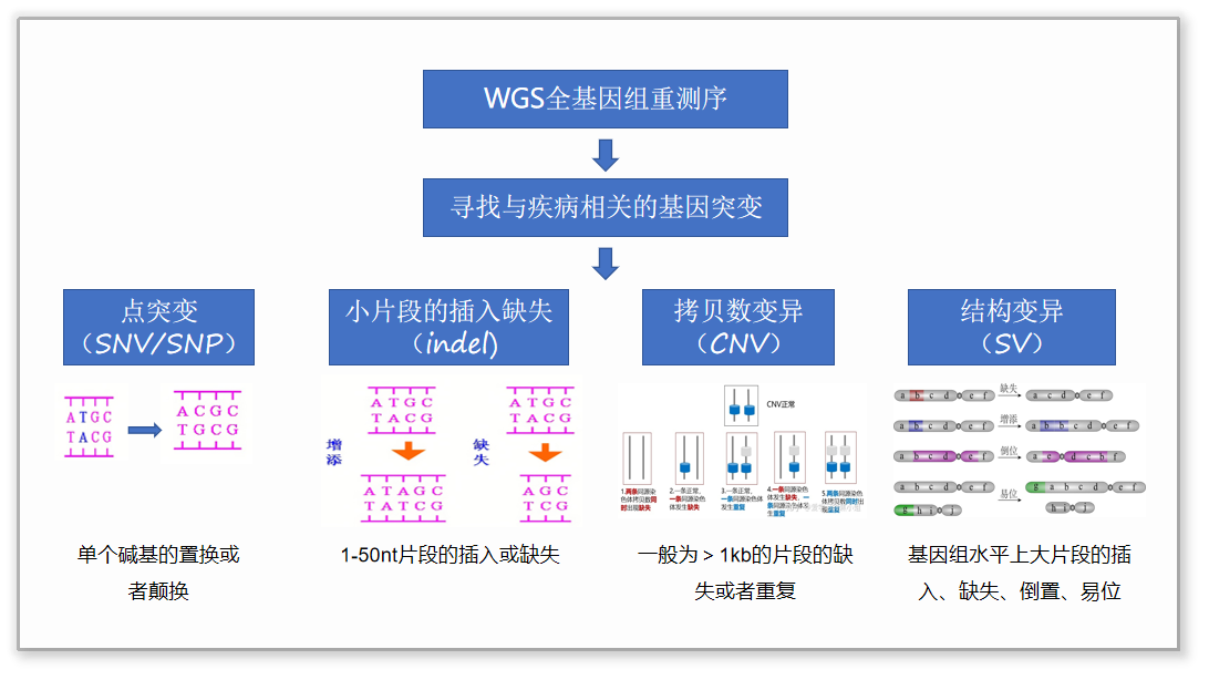 全基因組重測序 （WGS）