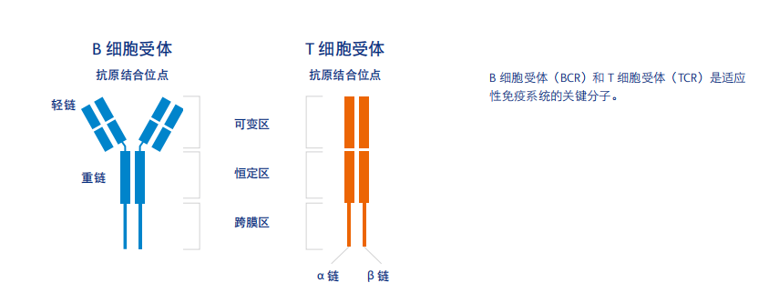 單細(xì)胞免疫組庫(kù)（V(D)J）測(cè)序